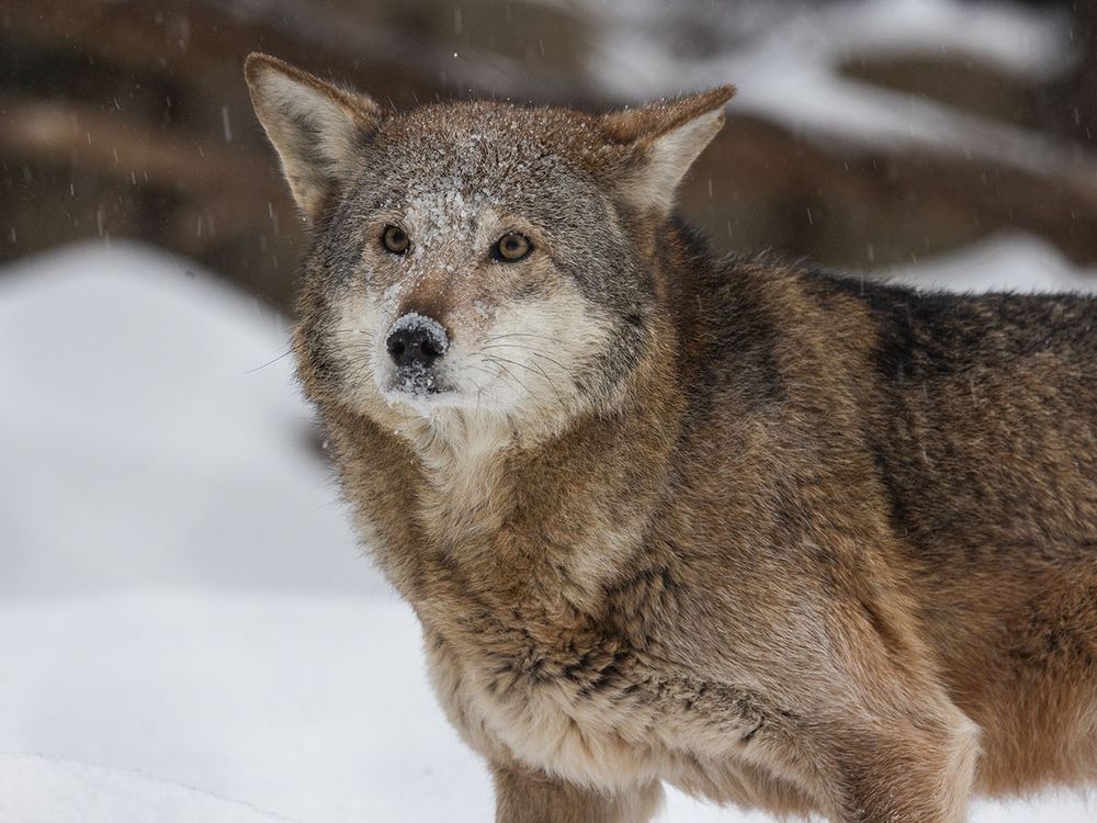 A red wolf in the snow