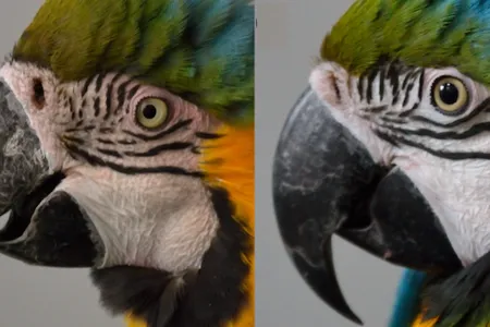 Blue-and-yellow macaws are capable of blushing (left).