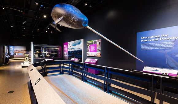 A new exhibition at the Smithsonian’s National Museum of Natural History will dive deep into the Arctic world of narwhals to explore what makes this mysterious animal and its changing ecosystem unique and important. “Narwhal: Revealing an Arctic Legend” will present Inuit perspectives on their relationship with narwhals and the latest scientific knowledge about these animals, while illuminating the interconnectedness among narwhals, people and their ecosystems (Smithsonian Institution).