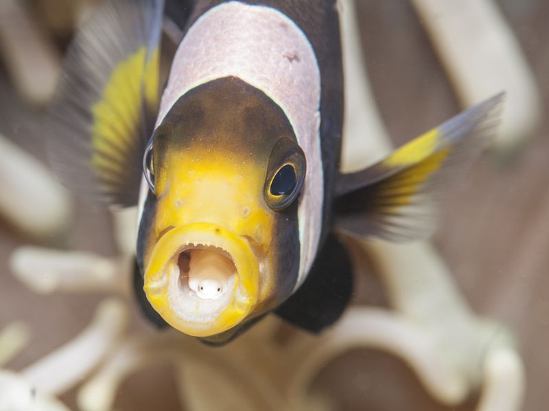 Tongue biter parasite, Cymothoa exigua, on anemonefish. Smithsonian