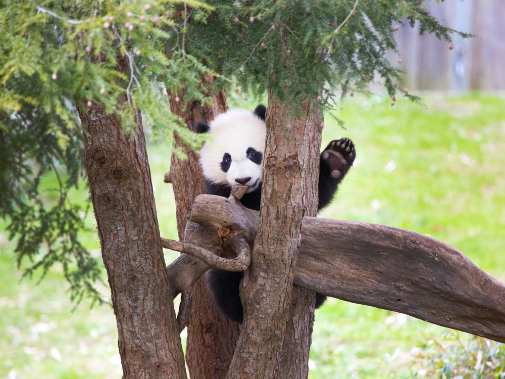 Bei Bei waves from a tree