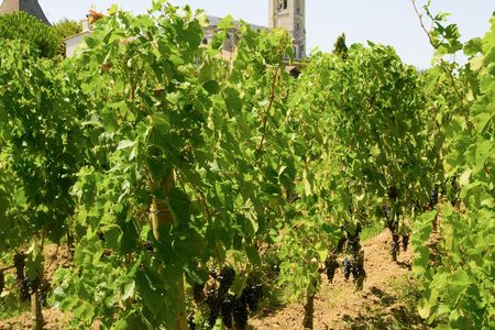 A vineyard in Pomerol, Aquitaine, France
