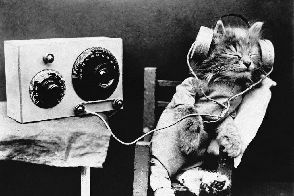 Music for cats