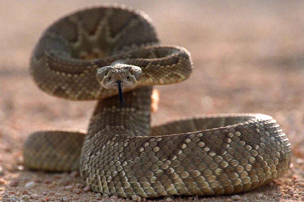 A rattlesnake with its tongue out is poised to strike while facing the camera