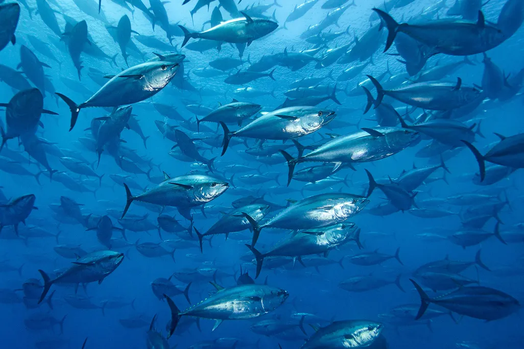 Bluefin Tuna