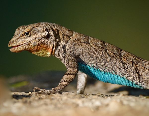 A Handsome Male Ornate Tree Lizard thumbnail