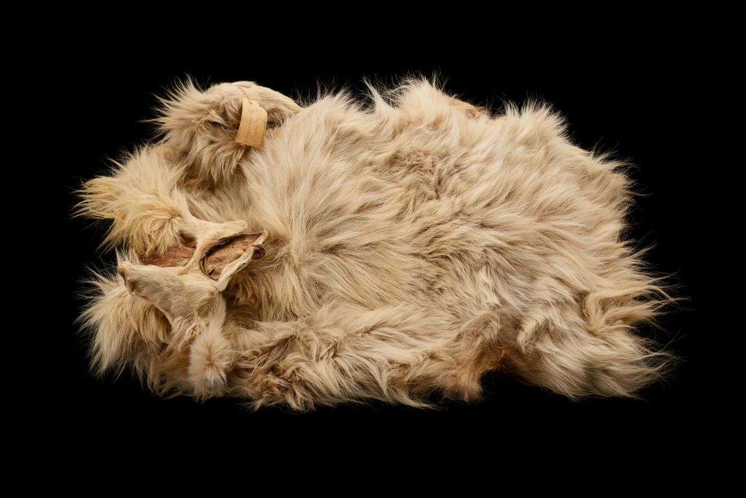 The 160-year-old pelt of the woolly dog Mutton in the Smithsonian’s collection. Brittany M. Hance, NMNH