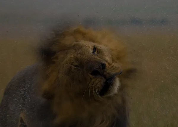 Lion shaking off water thumbnail