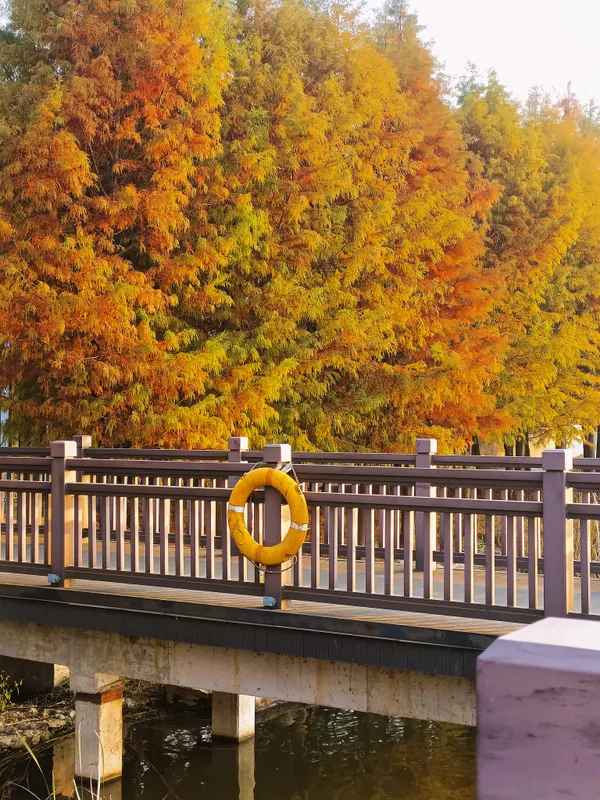 Autumn of Hometown: The Golden Bald Cypress thumbnail