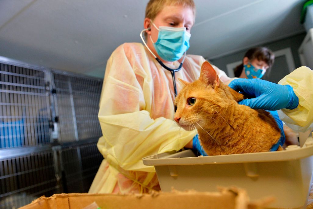 A veterinarian treats a cat