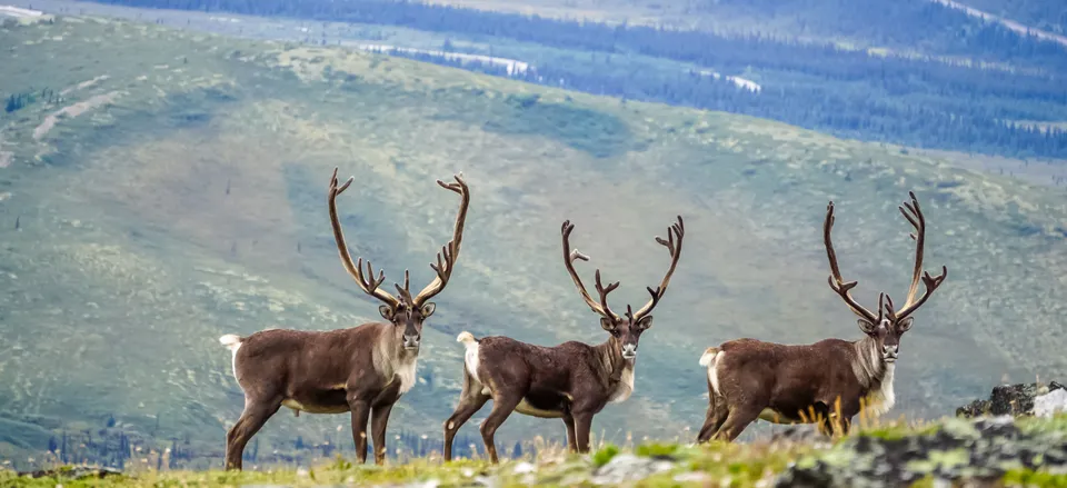  Caribou in Denali National Park 