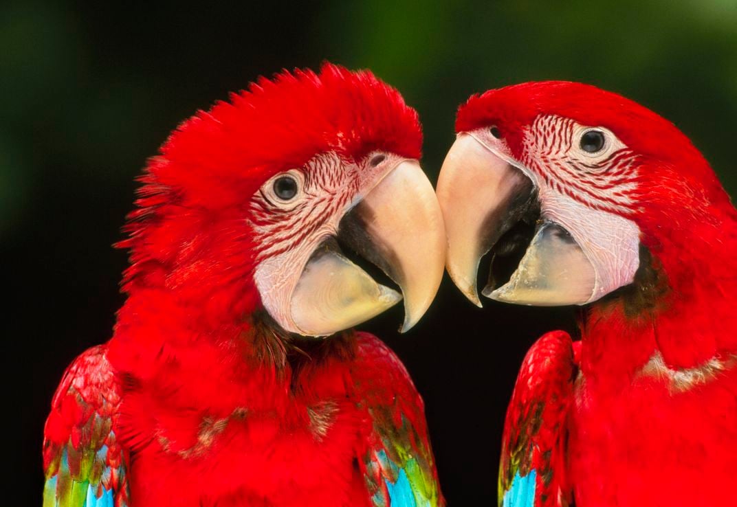 Macaws touching beaks in Manú National Park. (Frans Lanting/Corbis)