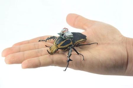 Researchers strapped electronics onto giant flower beetles to better understand how they direct themselves during flight.