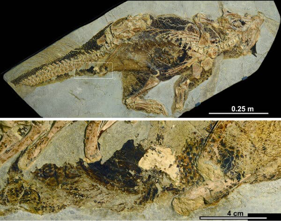 3-D Reconstruction of Fossil Reveals Secret Sex Life of Dinosaurs | Smart  News| Smithsonian Magazine