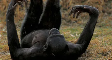 Bonobos have a playful, gentle manner that is often reminiscent of human beings at their best. Our common primate ancestor lived six million years ago.