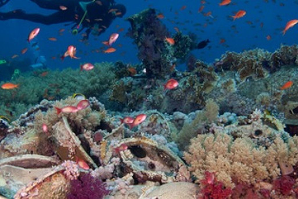 The world’s reefs are fading fast.