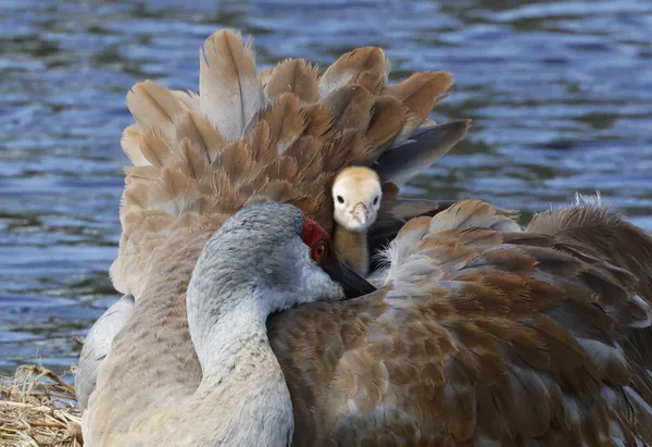 Sandhill Crane with Colt thumbnail