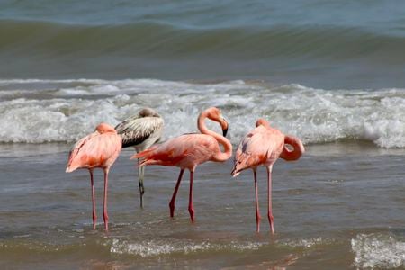 Five flamingos&mdash;three adults and two juveniles&mdash;hung out for a few hours along the shore of Lake Michigan in Wisconsin. One is not pictured here.