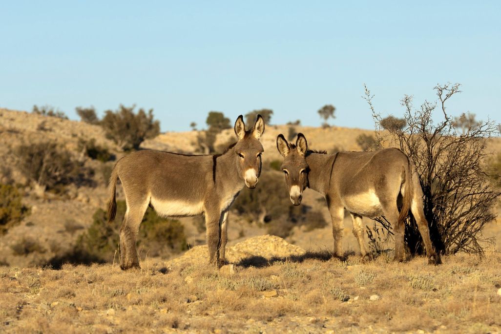 Feral Burros