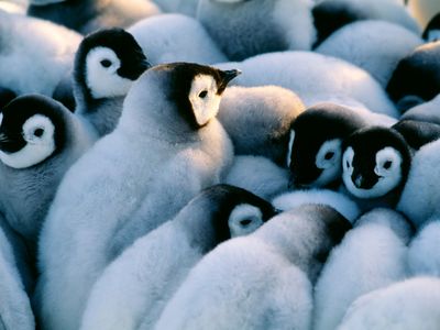 Emperor penguin chicks huddle for warmth. New research shows that huddling behavior, or aggregation, may vary across penguin colonies. 