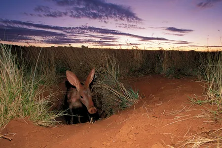 An aardvark emerges from its burrow.