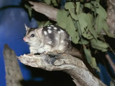 Northern quolls are the smallest of Australia&#39;s four quoll species.