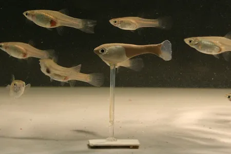 Real guppies respond to Robofish&mdash;a 3D-printed plastic model with a vaguely realistic paint job&mdash;as if it were a real schoolmate. Researchers used different-sized Robofish to show that guppy schools tend to follow larger fish.