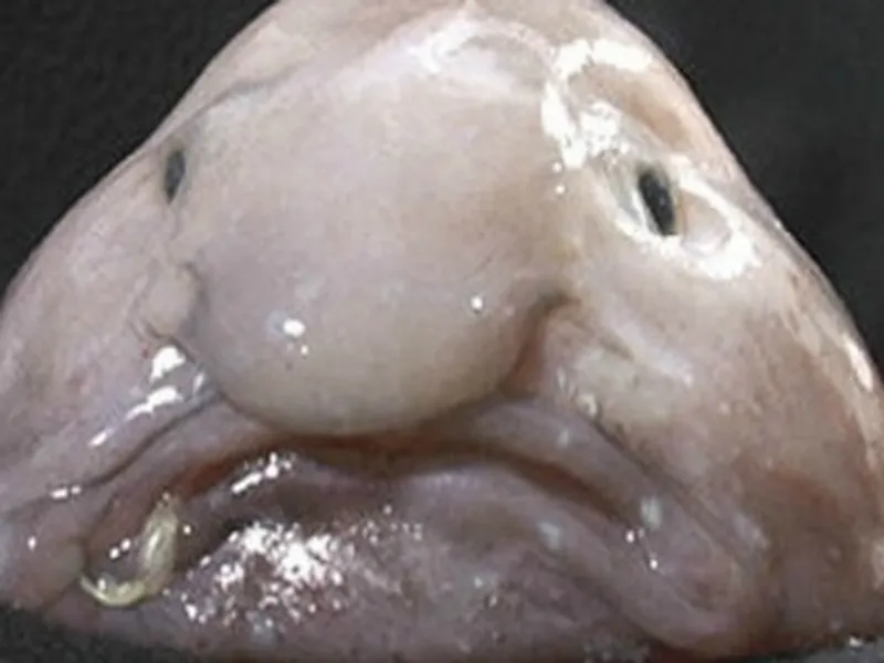 Is This Really a Fish With a Human Face?