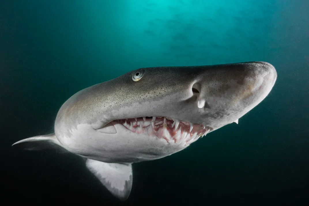 A shark in blue ocean shows its teeth