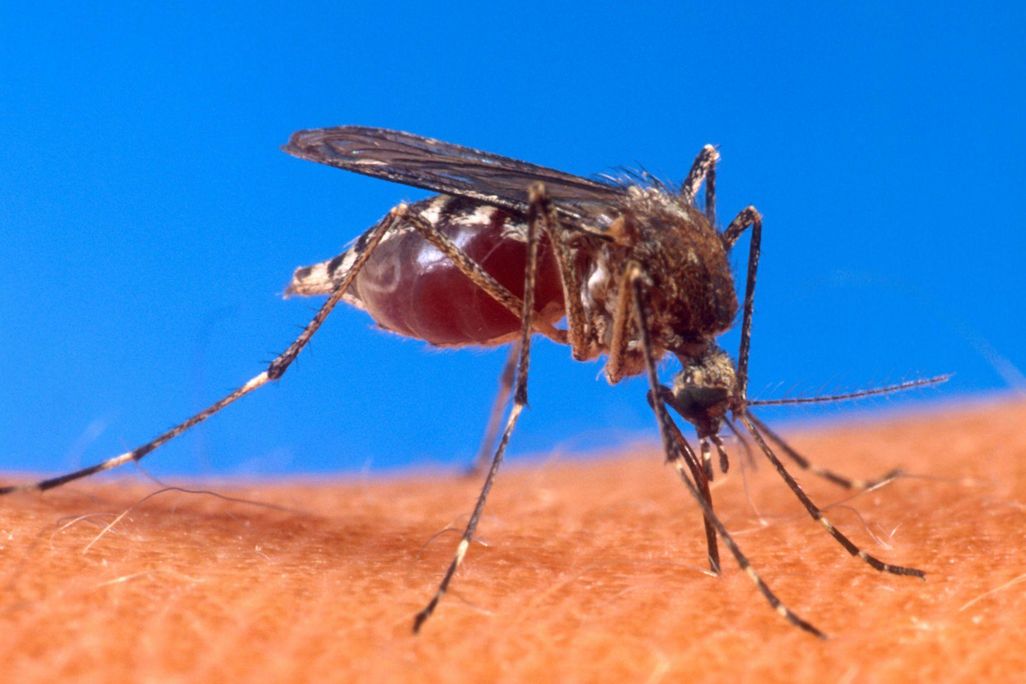 Aedes_aegypti_biting_human.jpg