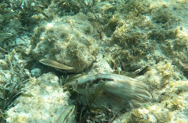 Octopus in Aruba 8 thumbnail
