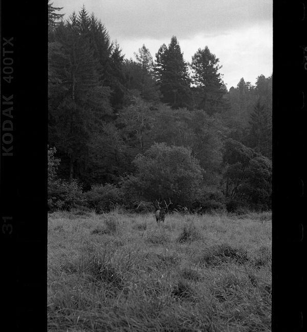An elk walking the Redwoods. thumbnail
