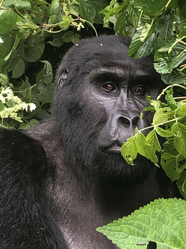 Gorilla In The Midst thumbnail