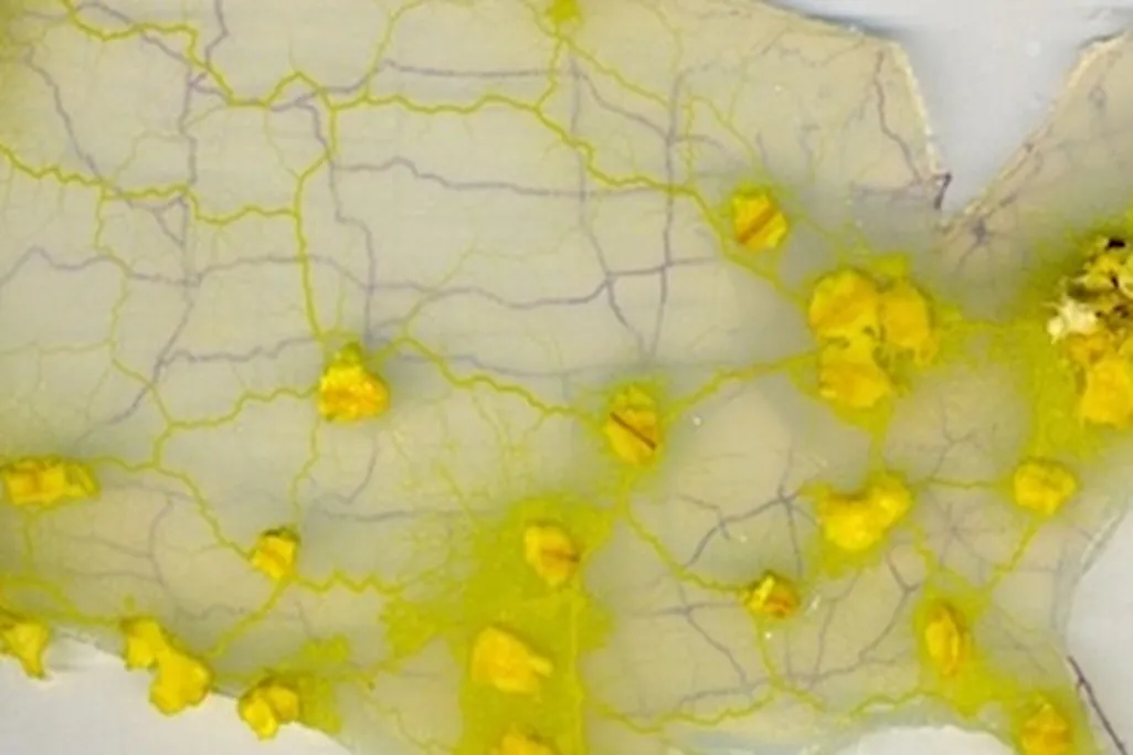 A slime mold is used to design an efficient U.S. interstate system.