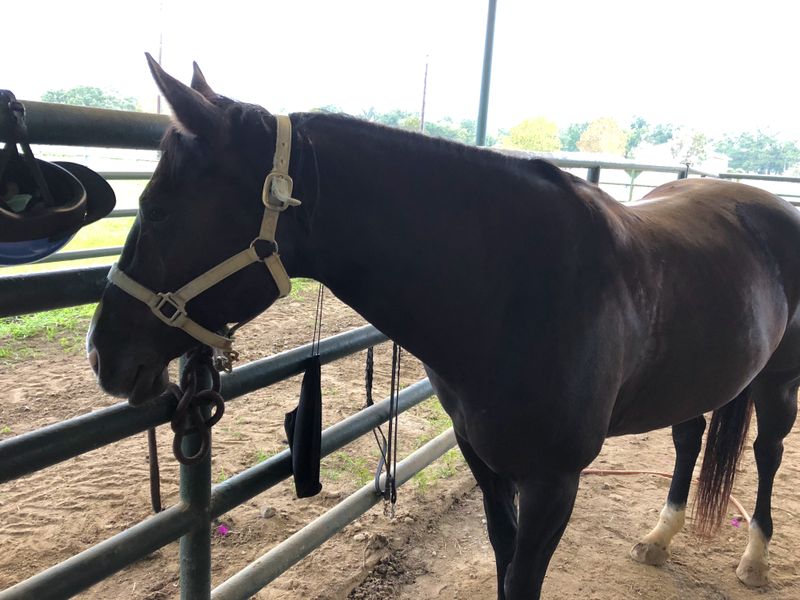 My favorite horse Sadie Smithsonian Photo Contest Smithsonian Magazine