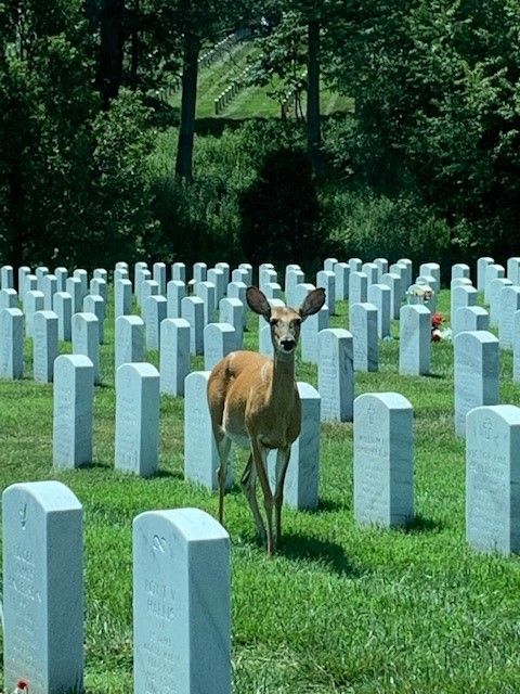 Cemetery Deer thumbnail