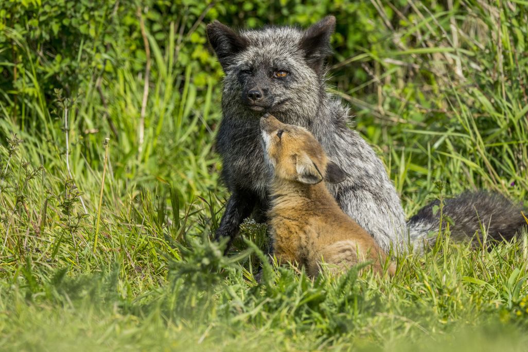 Red fox (silver morph) and kit