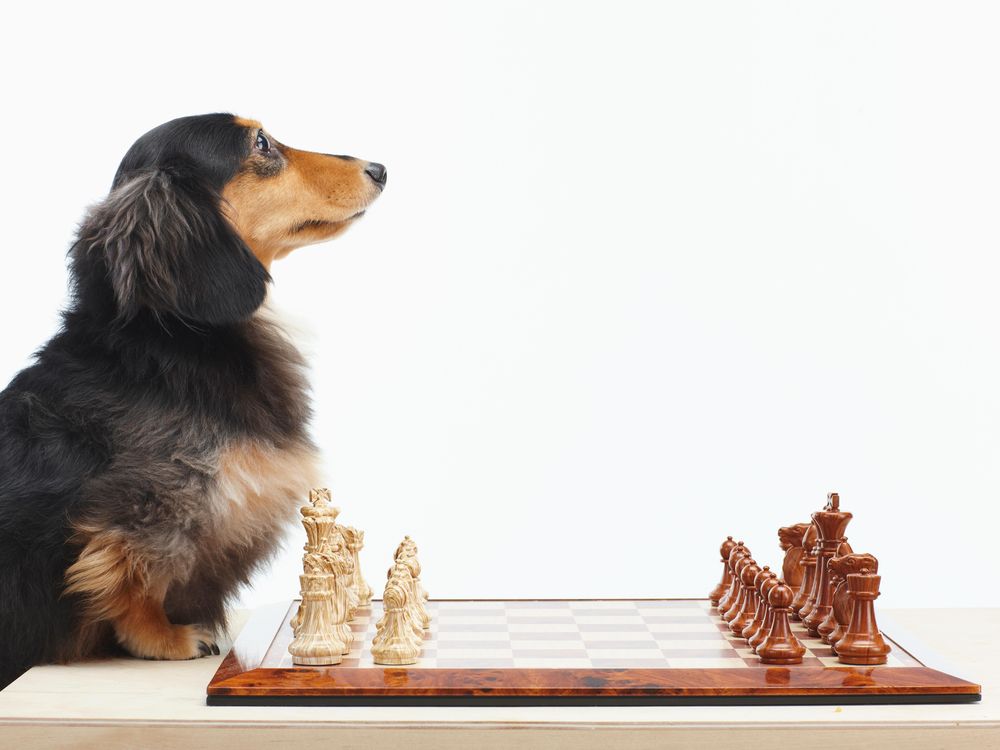 Does playing chess make you smarter? A look at the evidence