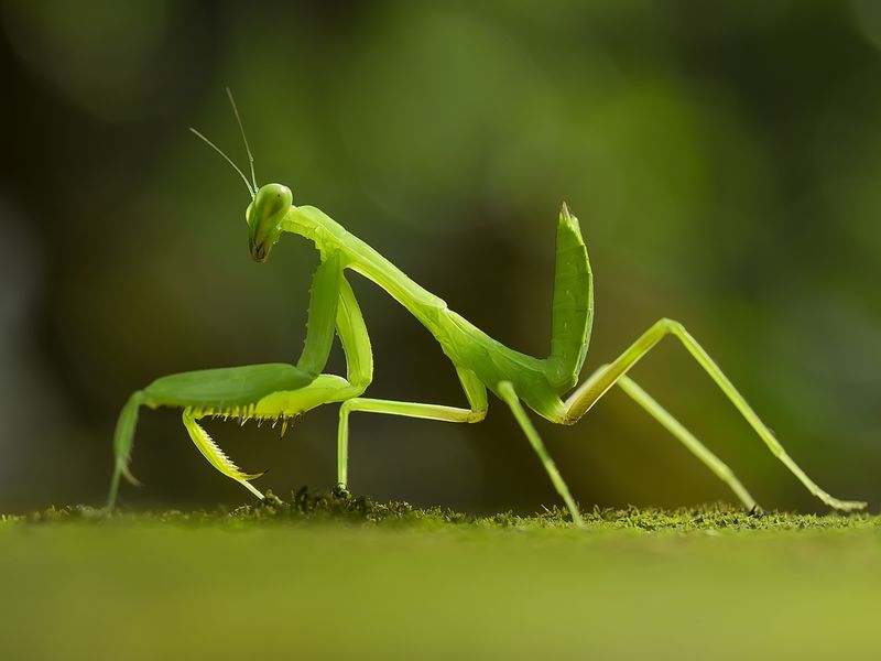 Praying Mantis Smithsonian Photo Contest Smithsonian Magazine