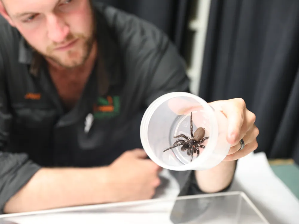 A man holding a plastic cup with a large, dark spider inside