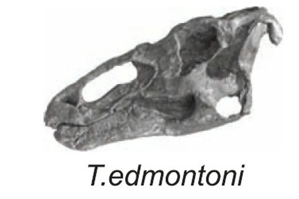 The skulls of Late Cretaceous hadrosaurs from western North America