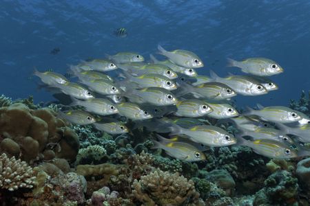 Fish swimming by the Great Barrier Reef