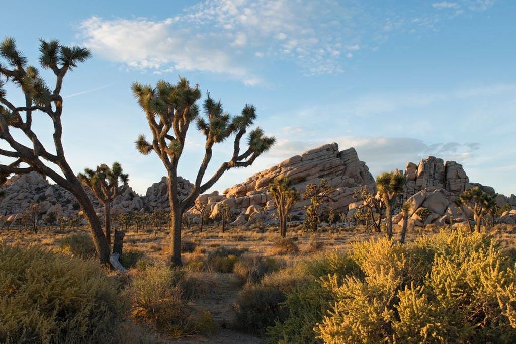 Joshua Tree