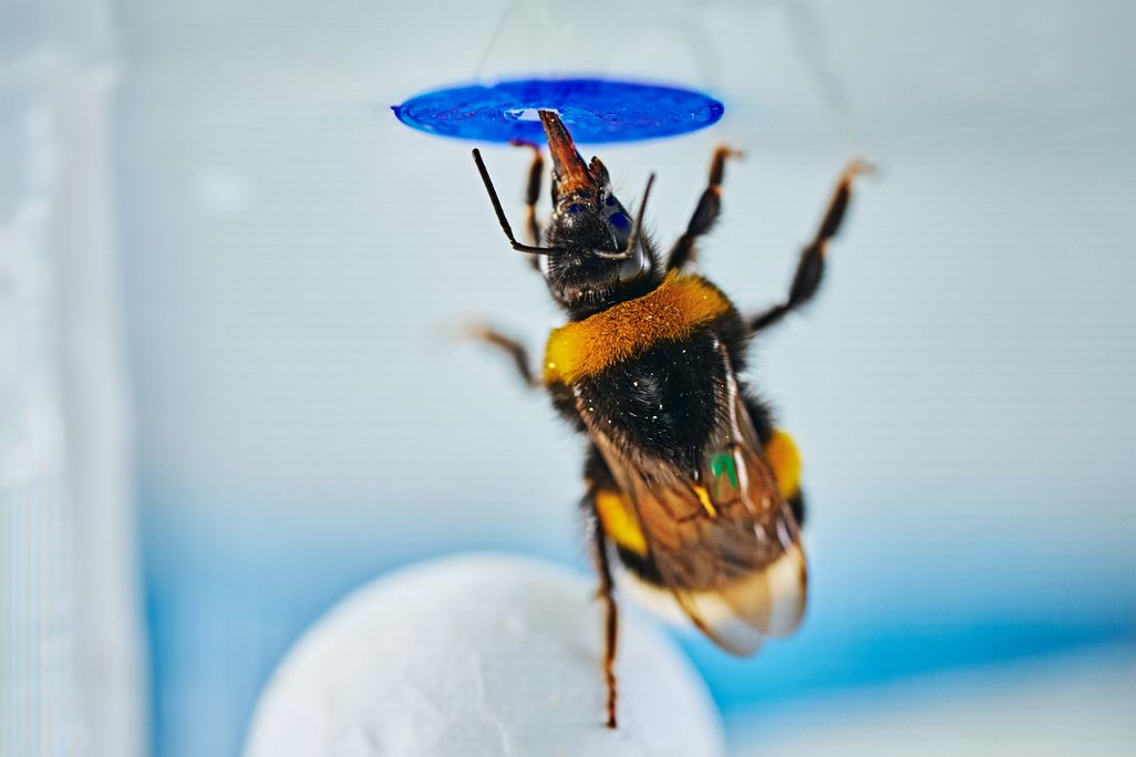 A bumblebee getting sugar from a blue circle while standing on a white ball