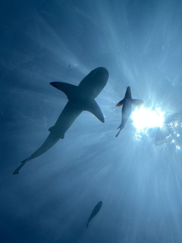 maldives shark thumbnail