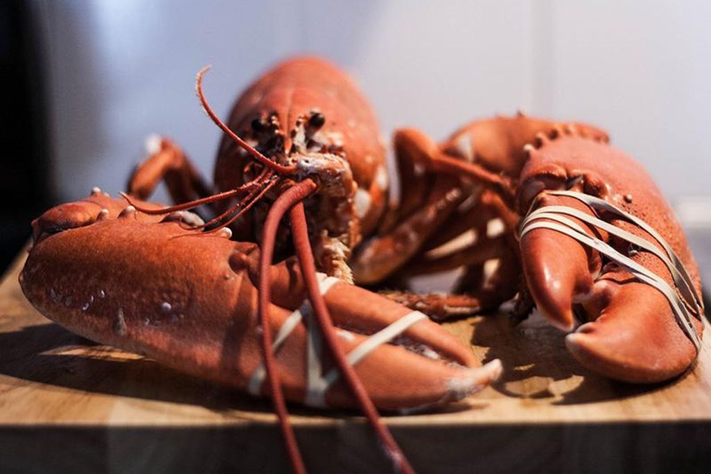 Lobster