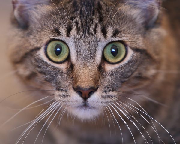 Alley Cat thumbnail