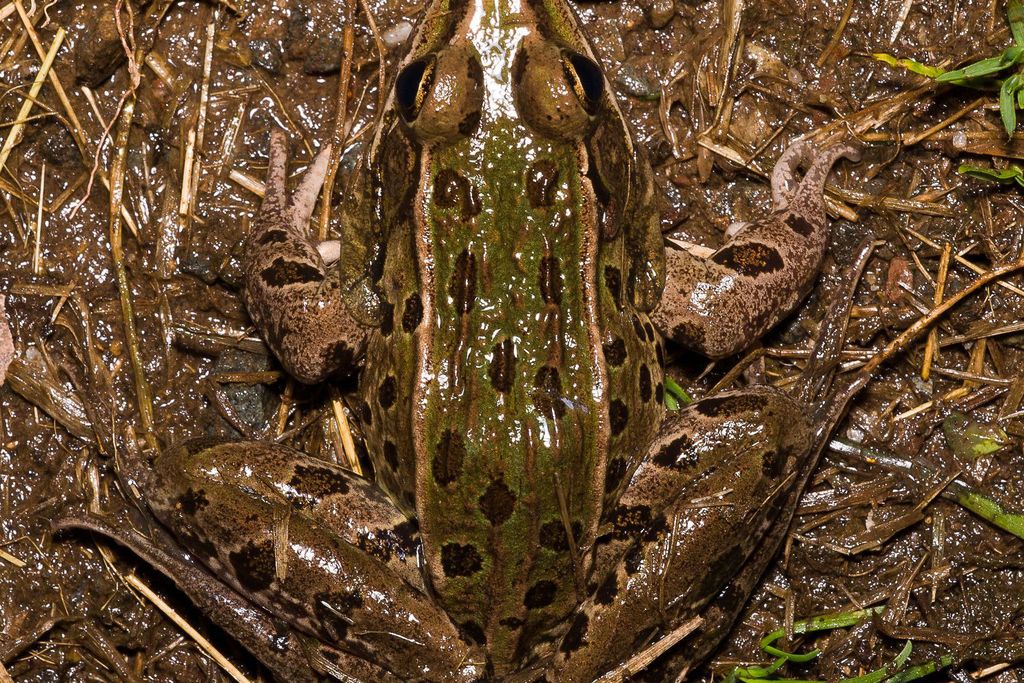 frog