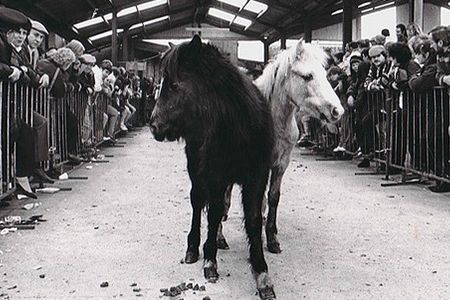 Ponies up for sale at the Llanybydder horse mart.