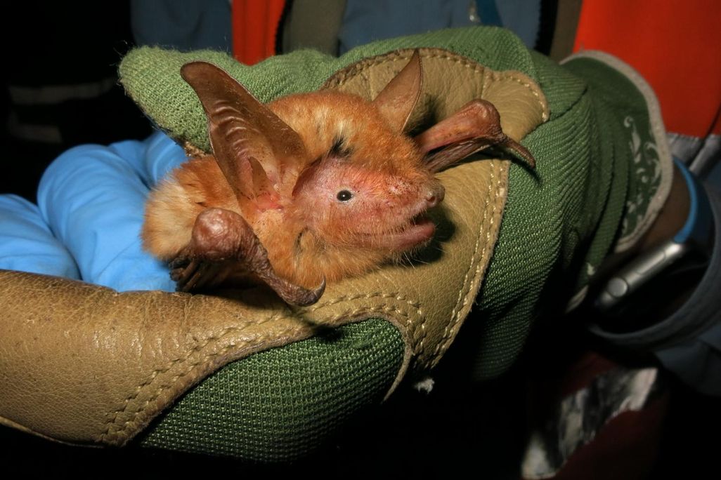 Close-up on an orange bat held by a person wearing a green glove